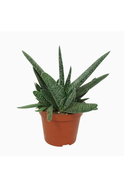Belora Ox Tongue Succulent, Gasteria carinata, H 20cm