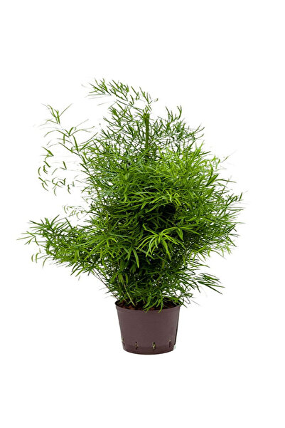 Belora Natural plant Asparagus Cwebe Dixiestore, H 40 cm