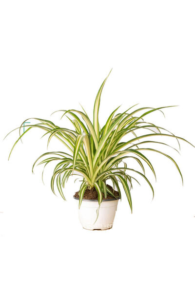 Belora Indoor Spider Plant, H 25-40 cm