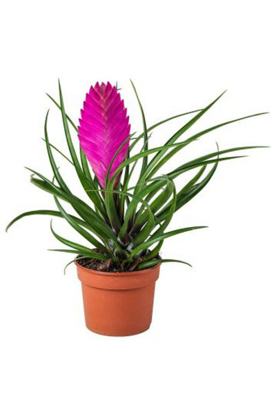 Belora Tillandsia cyanea, natural plant purple-violet flowers, H 30cm
