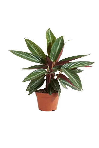 Belora Natural plant, Calathea Oppenheimiana, H 50 cm