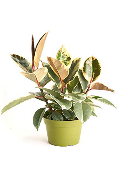 Belora Ficus Elastica 'Tineke', rubber ficus, H 50 CM