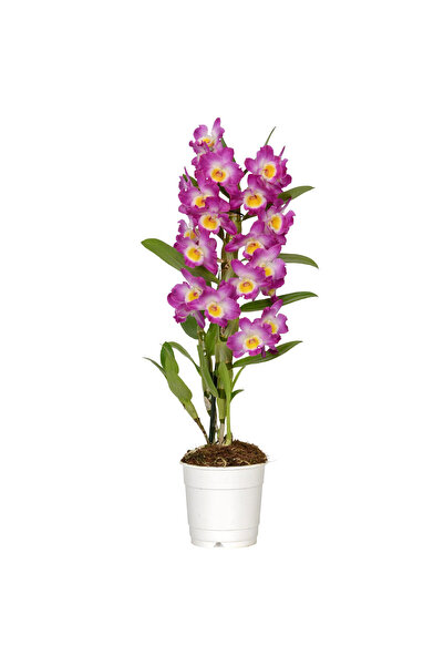 Belora Natural Dendrobium Nobile orchid, pink and white colors, H 40-50 cm