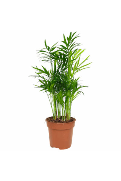 Belora Dwarf Palm Tree for Indoors, H 35-45 approx.