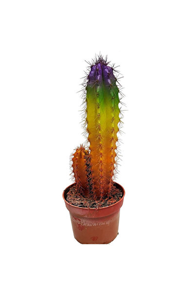 Belora Potted plant Cactus Chameleon, H 14 cm