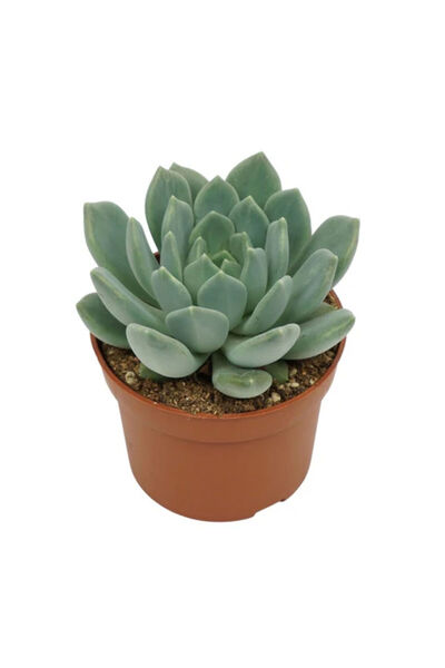 Belora Natural Succulent Plant Pachyphytum Corvus