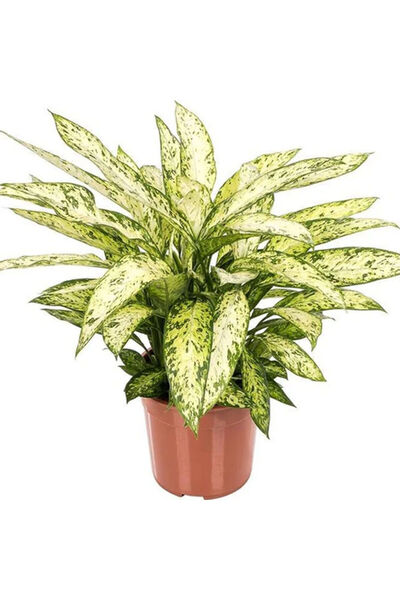 Belora Planta Dieffenbachia Vesuvius - 50 cm