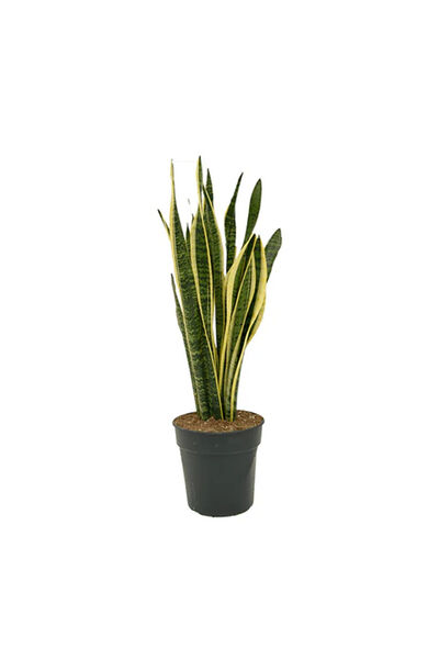 Belora Sansevieria plant, Mother-in-law's tongue 40 cm