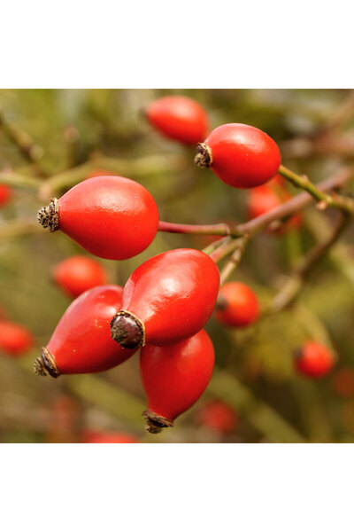 Erzurum İpekgurme Erzurum İpek Gurme Yeni Mahsül Dondurulmuş Kırmızı Kuşburnu...