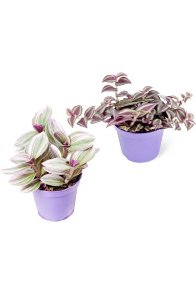 Genel Markalar Tradescantia Nanouk & Zebrina Set 2 Adet Telgraf Çiçeği Fidanı