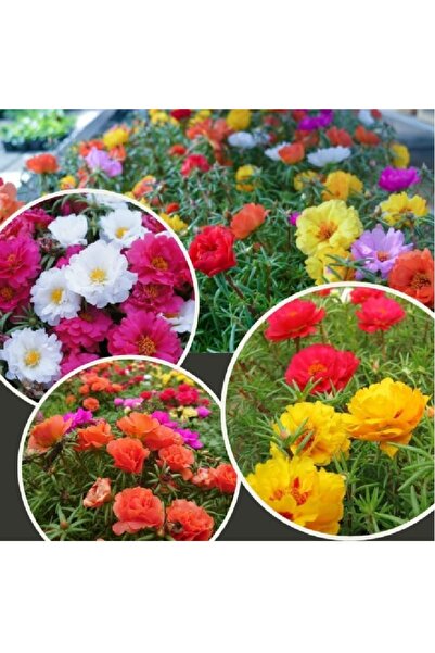 prestijiseed 50 Adet Kedi Tırnağı Çiçek Tohumu Kedi Tırnağı Çiçeği Tohumu