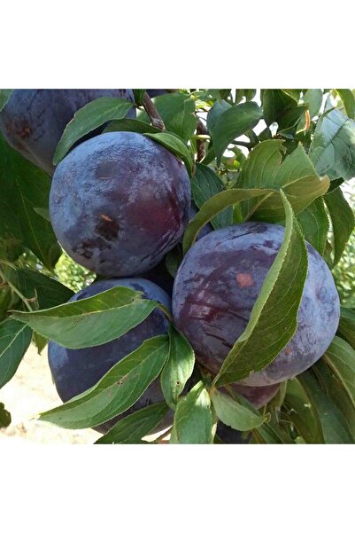 Has Cevizcilik 3 YAŞ TÜPLÜ ANJELİKA ERİK FİDANI