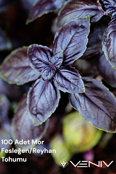 VENİV AGRİCULTURE 100 Adet Mor Fesleğen/Reyhan 2 Paket(200 adet)