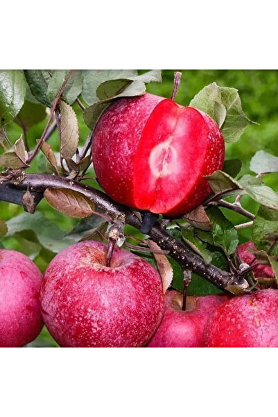 Genel Markalar Aşılı Nadir Çeşit Özel Üretim Bodur Içi Dışı Kırmızı Elma Fidanı