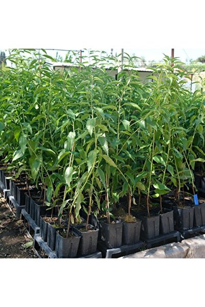 Has Cevizcilik 3 YAŞ TÜPLÜ FERRADUEL BADEM FİDANI