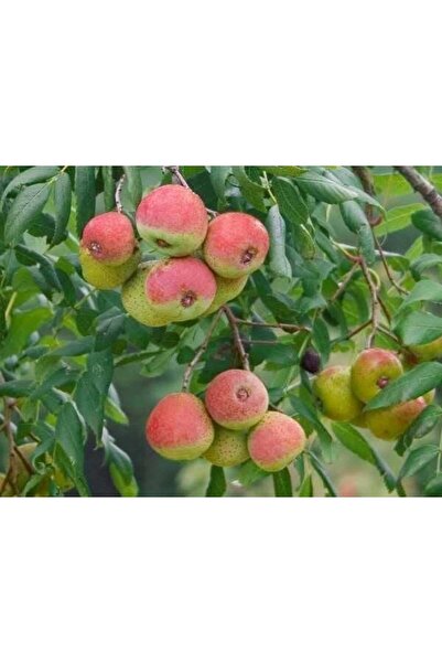 Has Cevizcilik SORBUS DOMESTİCA ÜVEZ FİDANI