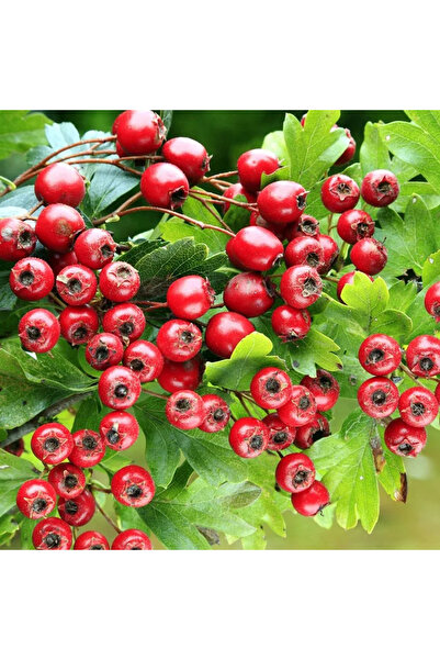 Has Cevizcilik 3 YAŞ TÜPLÜ KIRMIZI ALIÇ FİDANI