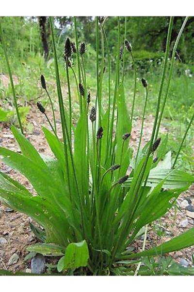 Köy Tohumları 50 Adet Tohum Nadir Bulunan Dar İnce Yapraklı Şifalı Sinir Otu ...