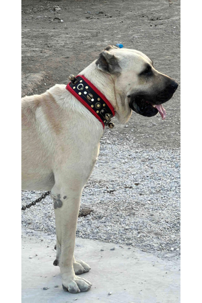 Sürmeli Tasma Kangal Dog Collar Genuine Leather with 4 Bells 1stClassroom