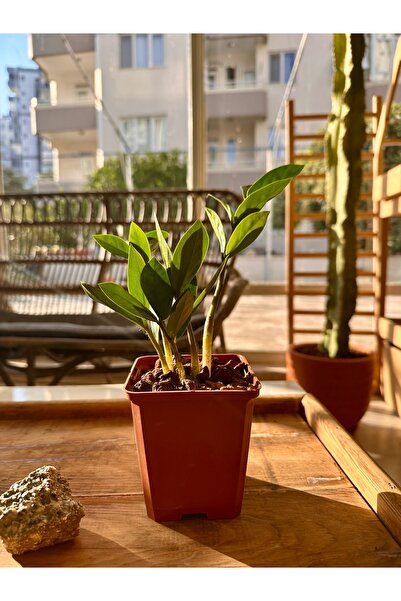 Le Bitki Atölyesi Zamia Zamioculcas 14 cm Sonsuzluk Bitkisi - Saksı Çap:10cm|...