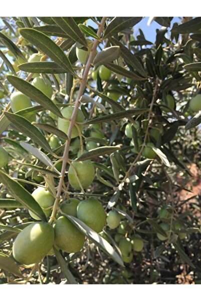 GEREKSEAL Antakya Halhalı Zeytin, Antakya El Kırması Yeşil Halhalı Zeytin Hataydağzeytini (minik Boy) 1 Lik