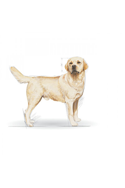 Royal Canin Labrador Retriever Yetişkin Kuru Köpek Maması 12kg