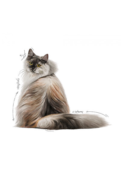Royal Canin Hair&Skin Tüy ve Deri Sağlığı için Yaş Kedi Maması 12 x 85g