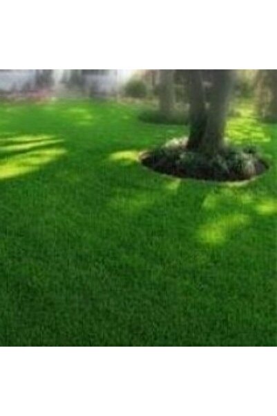 Shade Area Grass Seed-10 Kg Besa Agriculture Landscape