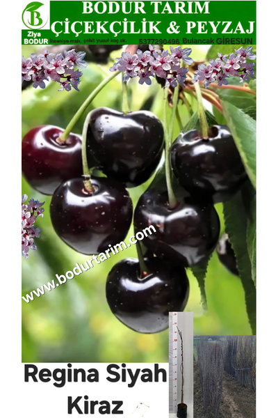 BODUR TARIM Bulancak 2 Yaşında Yarı Bodur Aşılı Tüplü Topraklı Regina Siyah K...