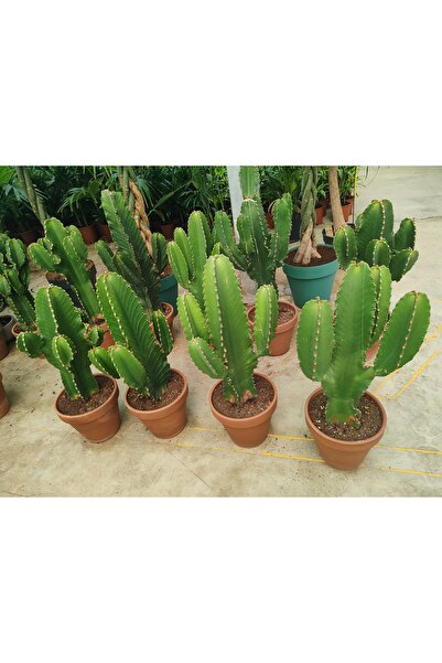 ARG Eforbia ingens çatallı kovboy kaktüs 90 100 cm