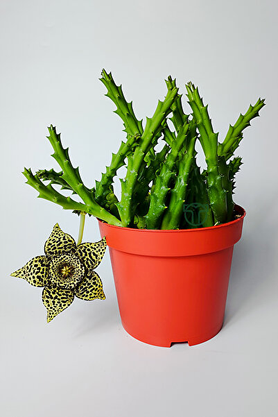 Toptan Kaktüs Leş kaktüsü Stapelia Lepida Orbea sarı çiçekli 12 cm saksıda