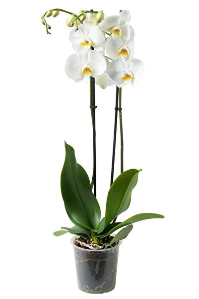 SAKURA BOTANİK Beyaz Orkide (Phalaonepsis) Çift Dallı İthal Üretim