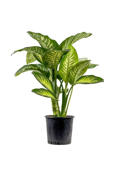 SAKURA BOTANİK Difenbahya (Dieffenbachia Tropic Snow) 80- 100 cm Üretim Saksılı