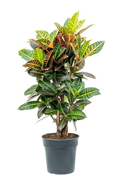 SAKURA BOTANİK Kraton (Croton Petra) 80-90 cm Üretim Saksılı