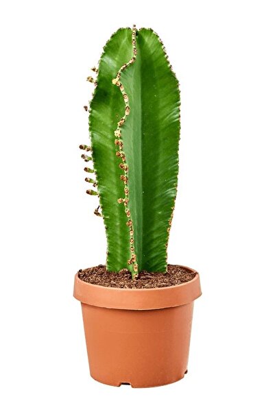 SAKURA BOTANİK Kovboy Kaktüs-Dikensiz (Süt Ağacı - Euphorbia Ingens) 50-70 cm...
