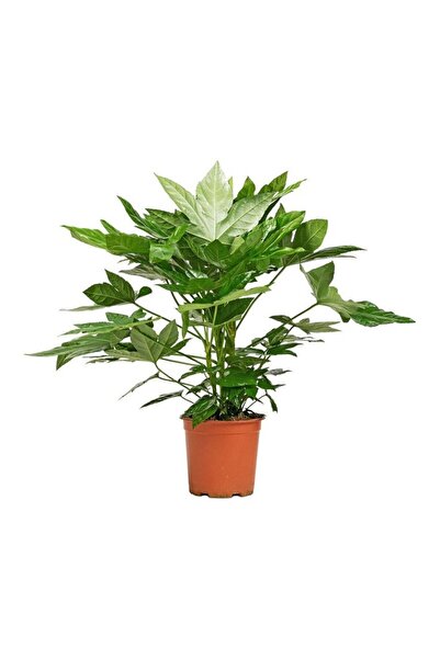 SAKURA BOTANİK Japon Çınarı Aralya (Aralia Japonica Fatsia) 60-90 cm Üretim S...