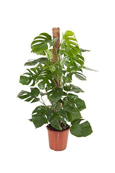 SAKURA BOTANİK Monstera Deliciosa(Deve Tabanı) Bitkisi Yosun Çubuklu 60-90 cm...