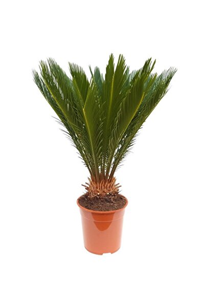 SAKURA BOTANİK Sikas Bitkisi (Japon Sago Palmiyesi - Cycas Revoluta) 80-90 cm...