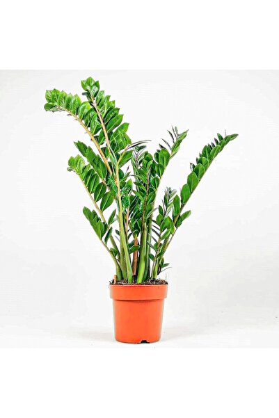 SAKURA BOTANİK Zamia Large (Zamioculcas Zamiifolia) 80-110 cmÜretim Saksılı