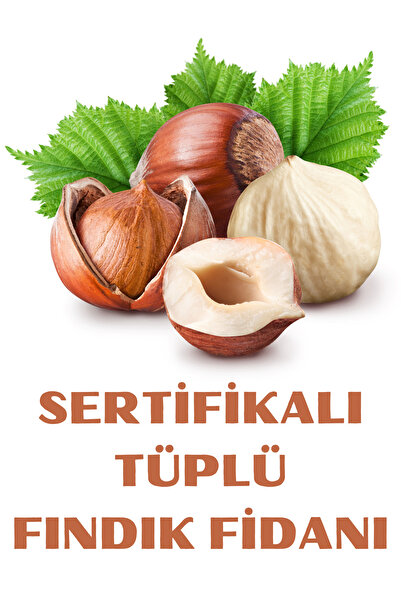 ŞANGULOĞLU SERTİFİKALI TOMBUL GİRESUN YAĞLISI FINDIK FİDANI TÜPLÜ 1 YAŞ