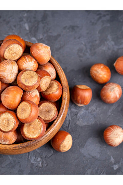 ŞANGULOĞLU TRABZON YOMRA FOŞA FINDIK FİDANI TÜPLÜ 2 YAŞ