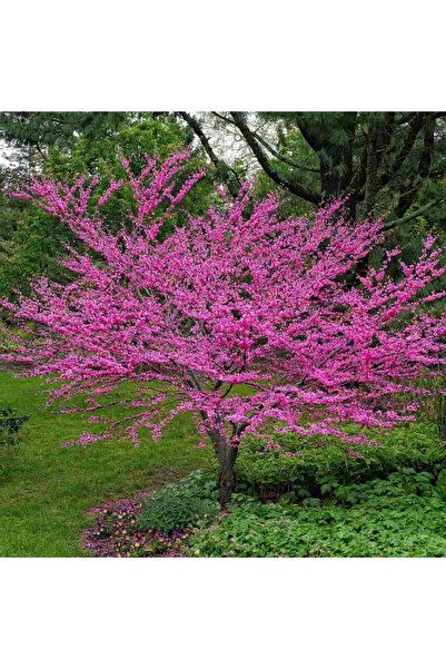 Ecote Arborele lui Iuda (Cercis canadensis) la ghiveci 3L – pom ornamental cu flori roz-violete și frun