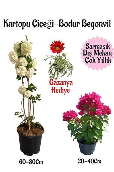 Nura Botanik Kartopu Çiçeği 1 ADET+Pembe Bodur Begonvil 1ADET+Kırmızı Gazanya...
