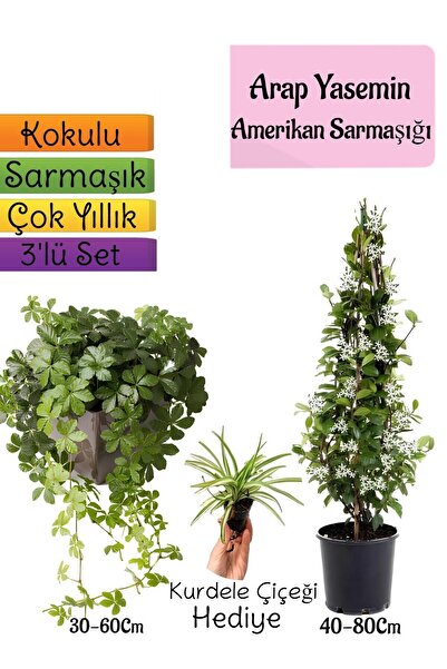 serada decor & plant Kokulu Arap Yasemini+Amerikan Sarmaşığı+Kurdele Çiçeği Hediyeli 3'lü Bahçe Seti