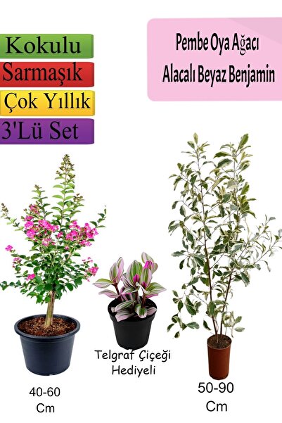 serada decor & plant Pembe Oya Ağacı+ Alacalı Beyaz Benjamin+ TELGRAF Hediyeli
