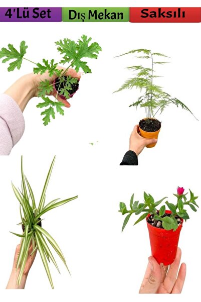 serada decor & plant 4'Lü Bahçe Seti Itır+ Tül+ Kurdele+ Buz Çiçeği (5-25 Cm)...