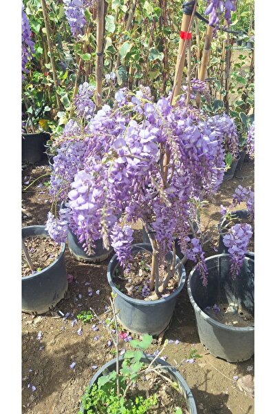 serada decor & plant Mavi Yasemin Çiçeği+Mor Salkım Ağacı Fidanı Tül Kuşkonma...