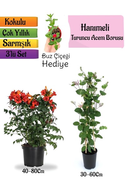 serada decor & plant Turuncu Borazan Çiçeği+Kokulu Hanımeli Çiçeği+Buz Çiçeği...