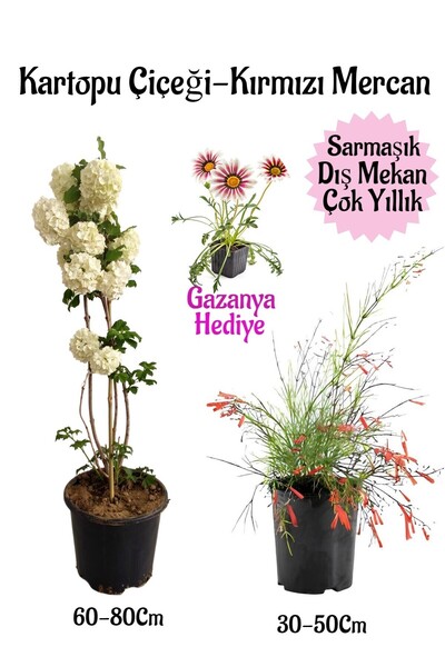 serada decor & plant Kartopu Çiçeği 1 ADET +Kırmızı Mercan 1 ADET+Pembe Gazan...