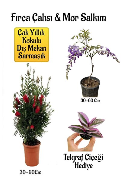 serada decor & plant Fırça Çalısı Fidanı+Mor Salkım Ağacı Fidanı Telgraf Çiçe...